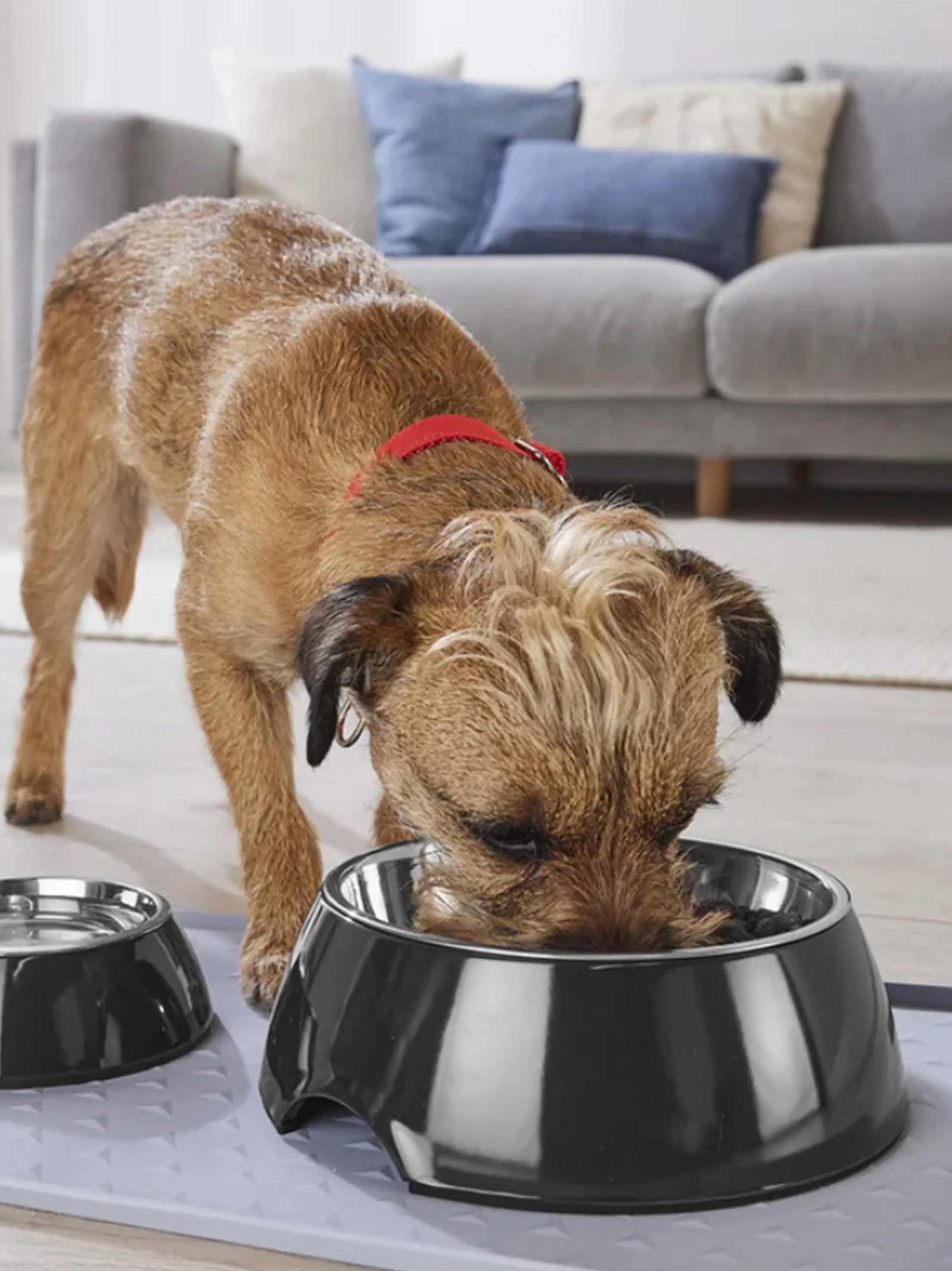 Food/Water Bowl Set