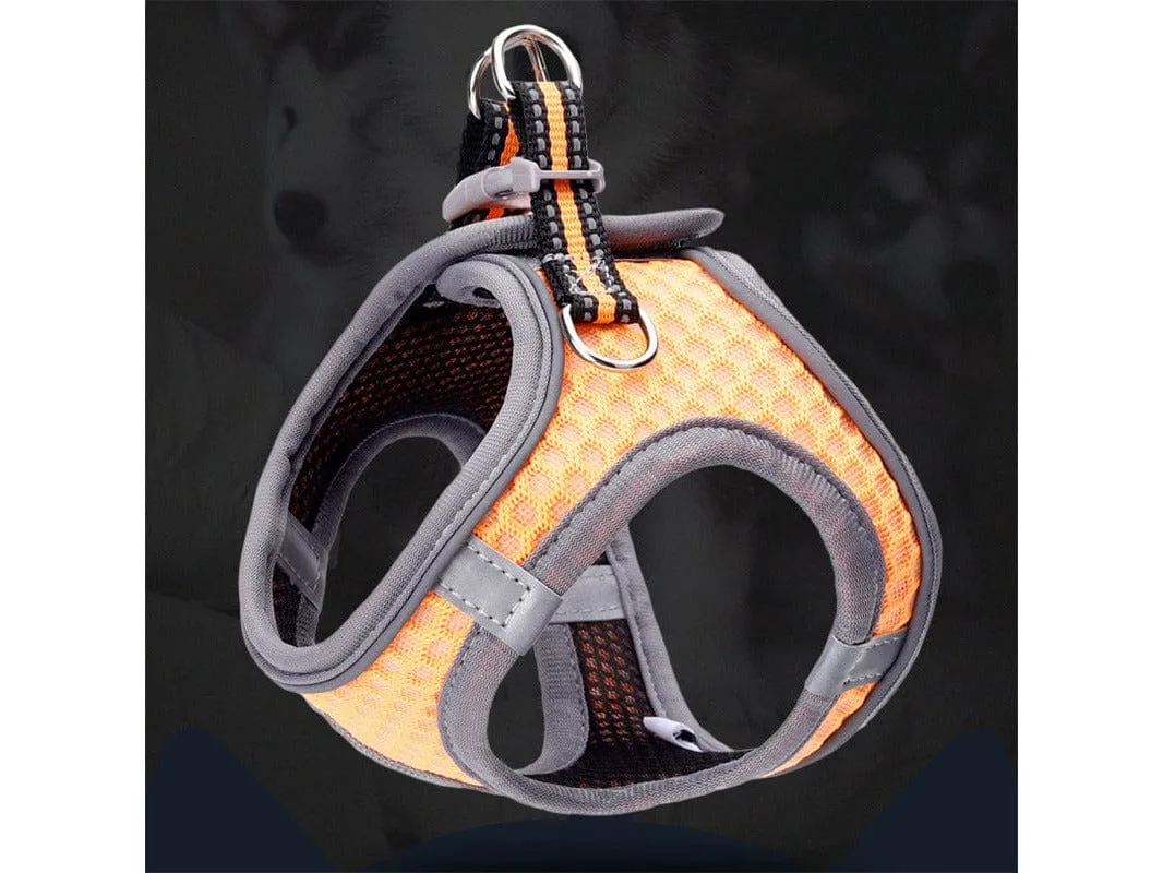 Pet Harness